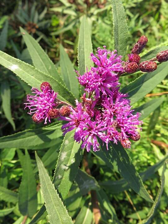 Image of prairie ironweed