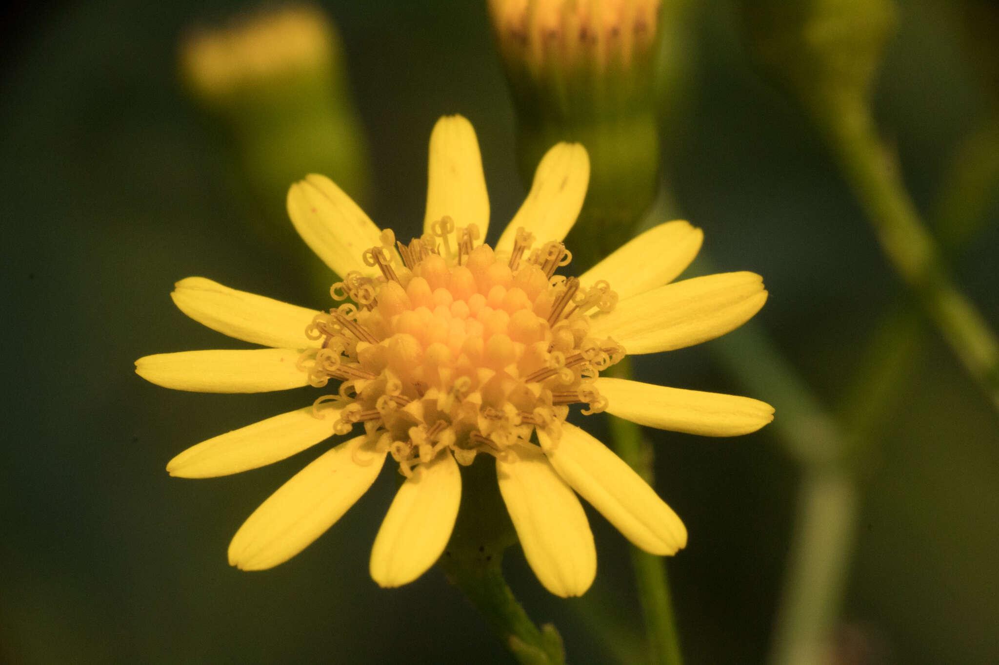 Senecio brasiliensis (Spreng.) Less.的圖片