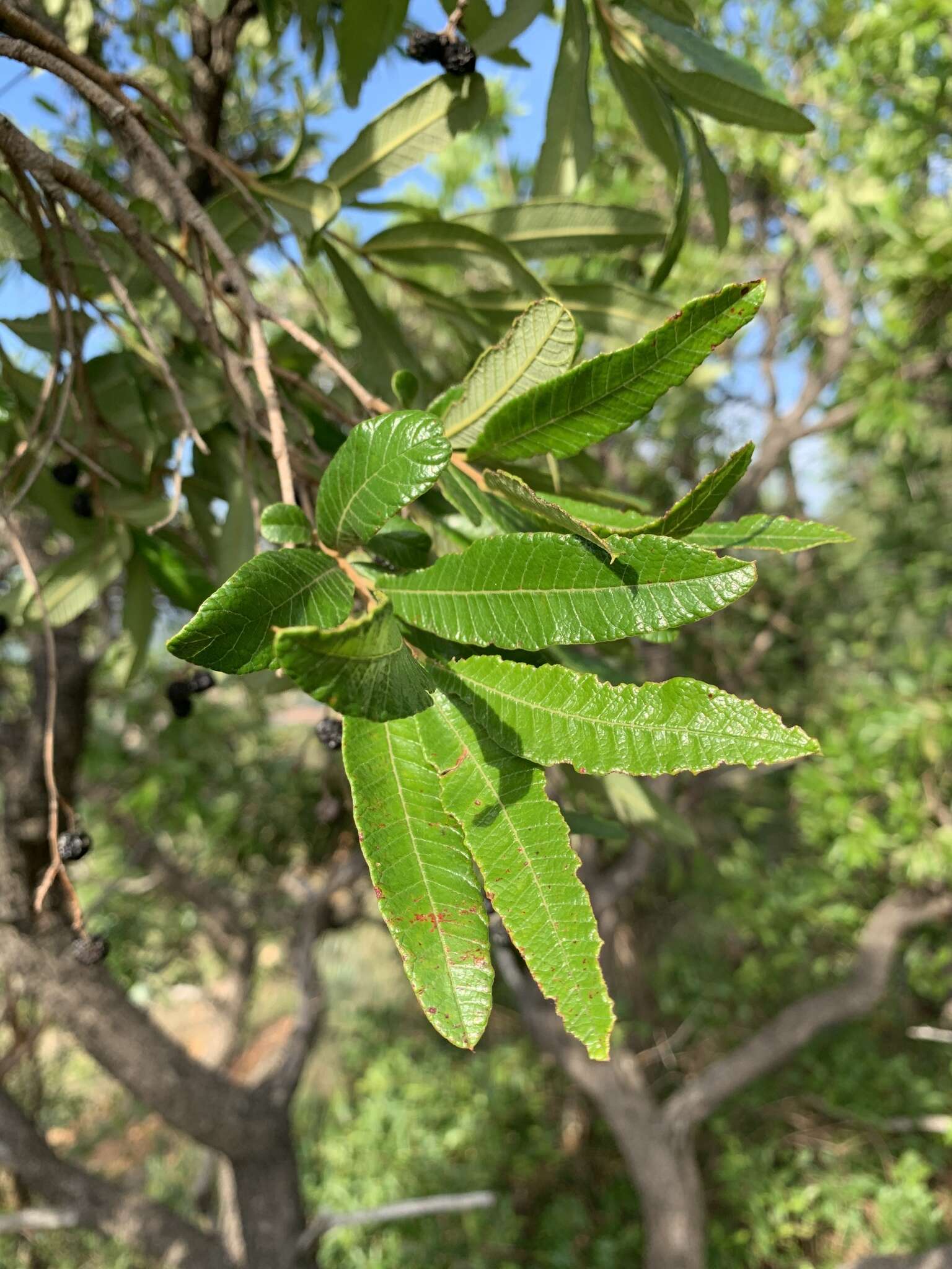 Image of Ozoroa sphaerocarpa R. & A. Fernandes