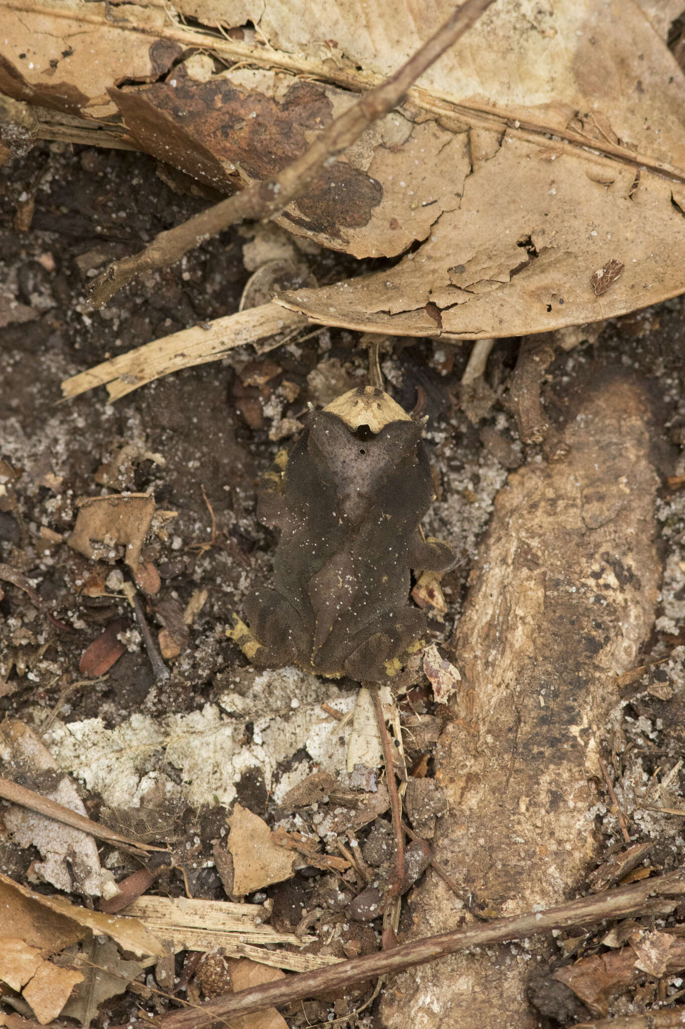 Image of Proceratophrys renalis (Miranda-Ribeiro 1920)