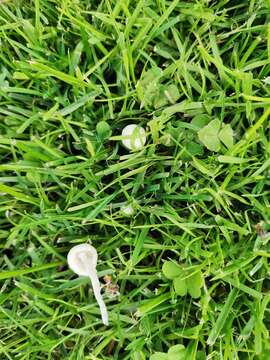 Image of Conocybe romagnesii Hauskn. & G. Moreno 2005