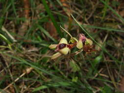 Image of Thick-lip spider orchid