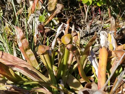 Image of Hooded Pitcherplant