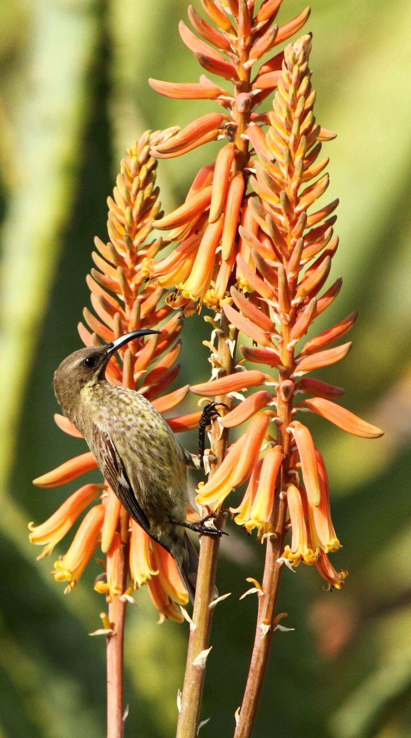 Image of Scarlet-chested Sunbird