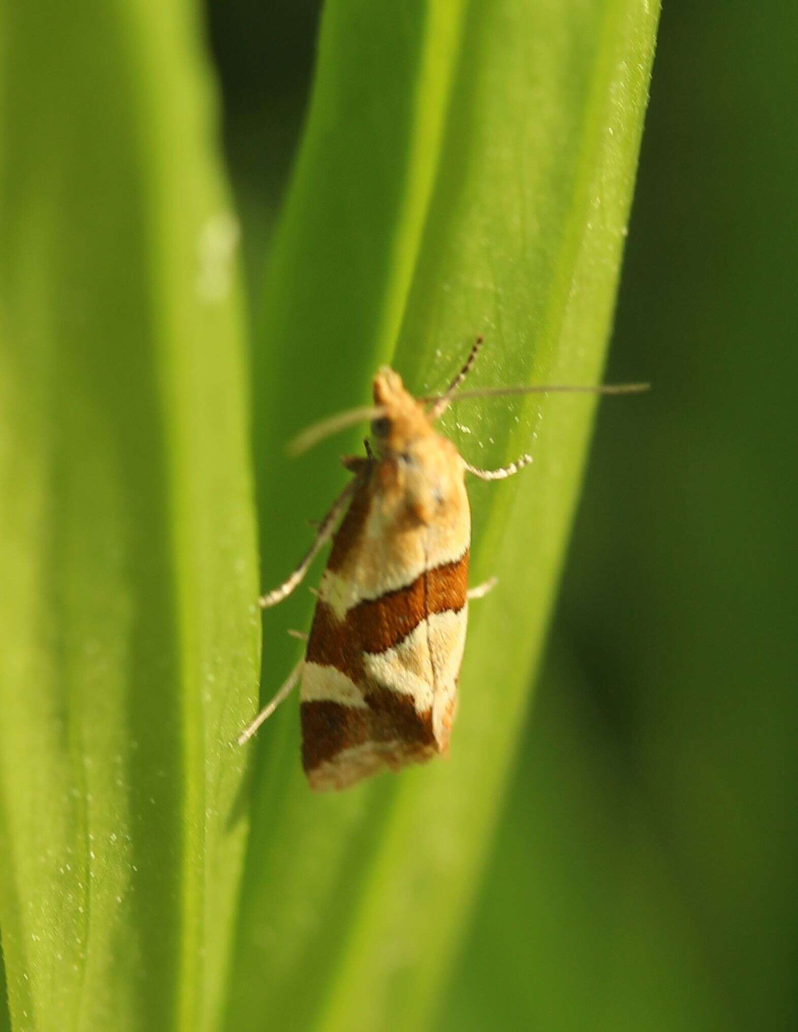 Image of Aethes triangulana Treitschke 1835