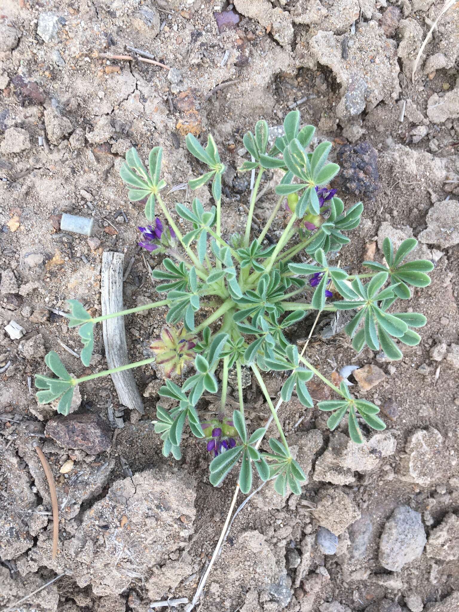 Imagem de Lupinus brevicaulis S. Watson