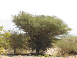 Image of Vachellia tortilis subsp. raddiana (Savi) Kyal. & Boatwr.