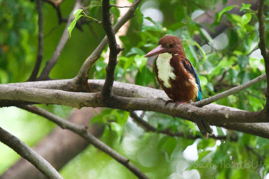 صورة Halcyon smyrnensis perpulchra Madarász 1904