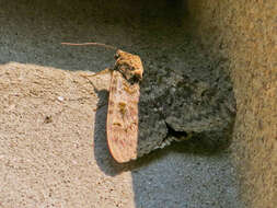 Image of french red underwing