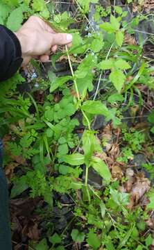 Image of American speedwell