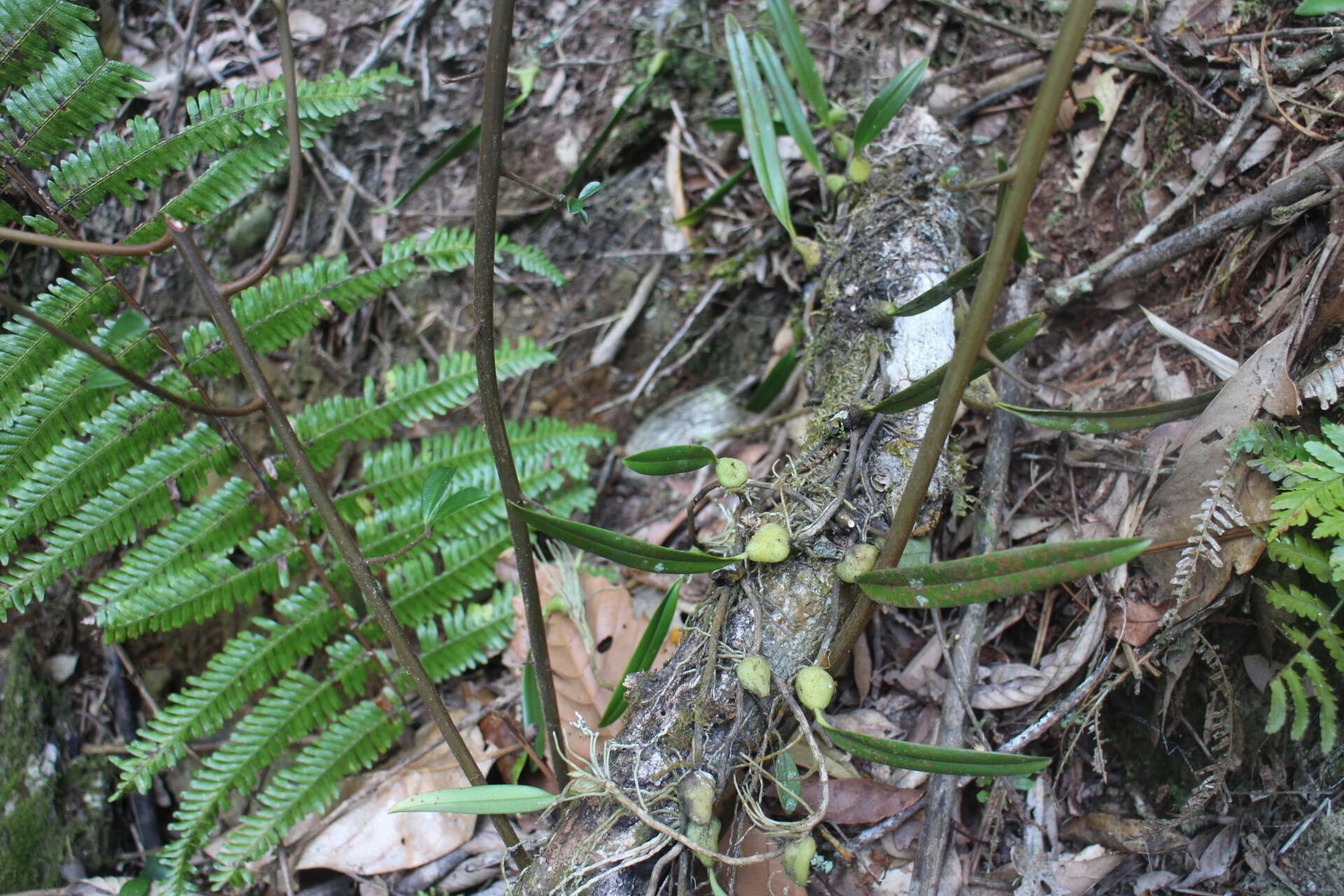 Image of Bulbophyllum bifurcatoflorens (Fukuy.) J. J. Verm., Schuit. & de Vogel