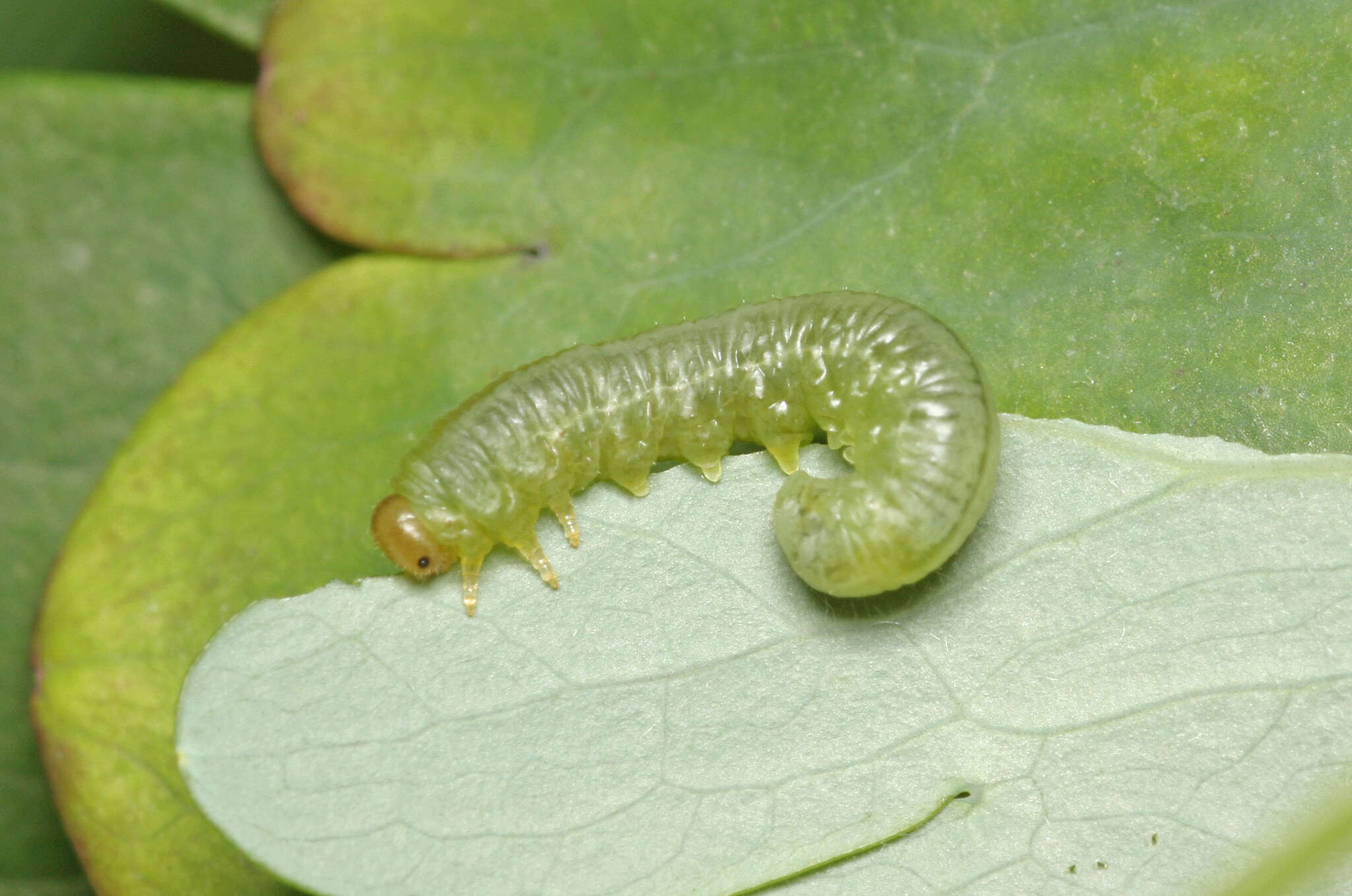 Image of Pristiphora rufipes Serville 1823