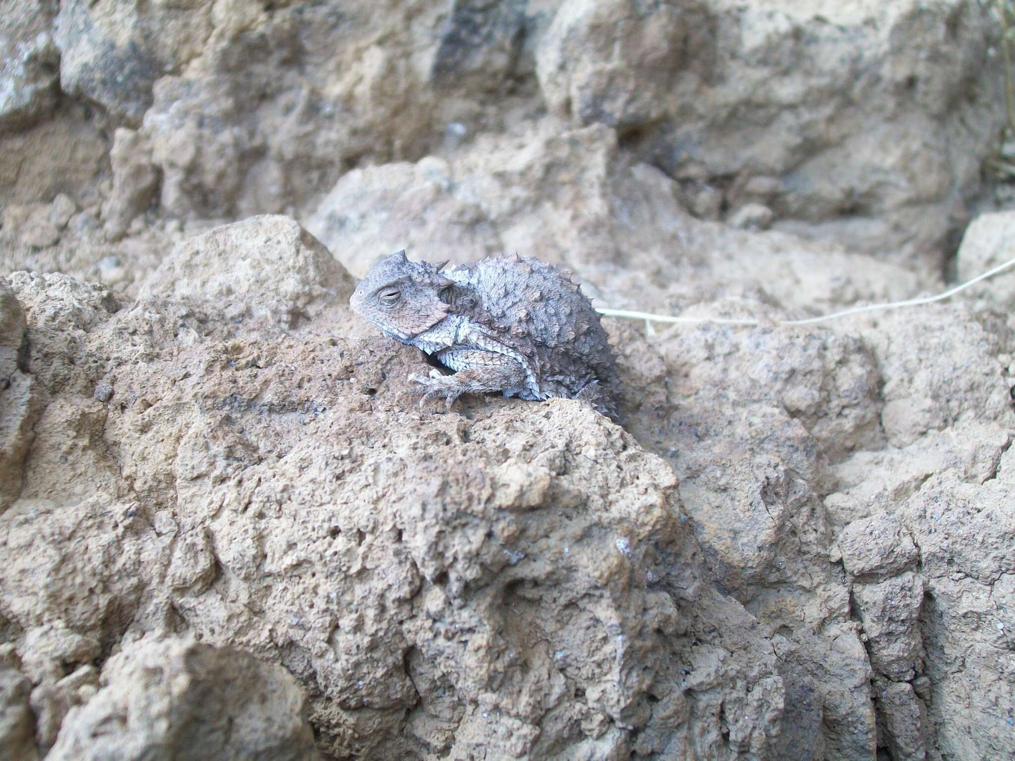 Image of Short-tailed horned lizard