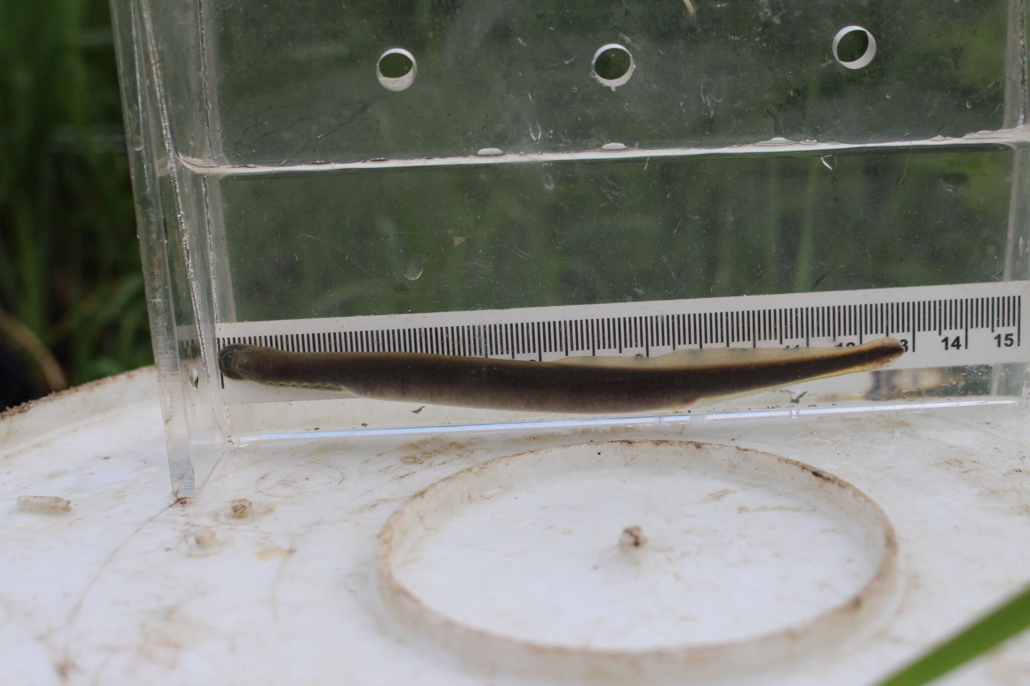 Image of Northern brook lamprey