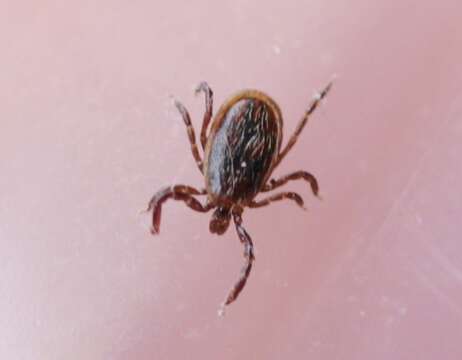 Image of Deer tick