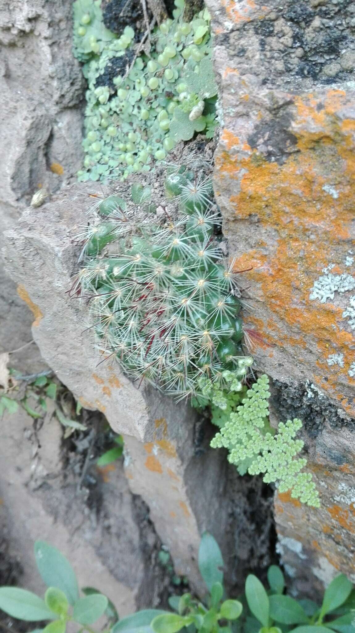 Image of Mammillaria jaliscana subsp. zacatecasensis (Shurly) D. R. Hunt