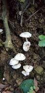 Слика од Hygrophorus involutus G. Stev. 1963