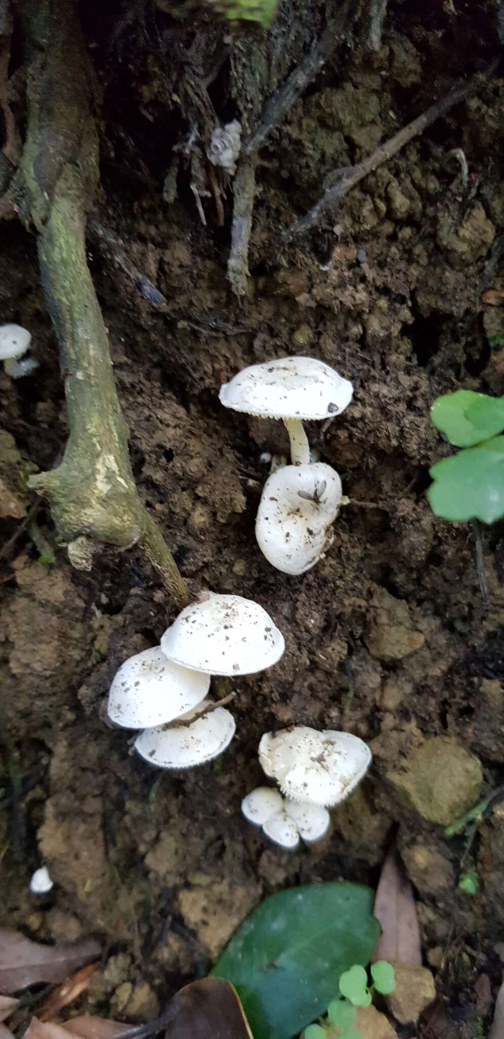 Image of Hygrophorus involutus G. Stev. 1963