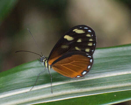 Imagem de <i>Pteronymia picta notilla</i>