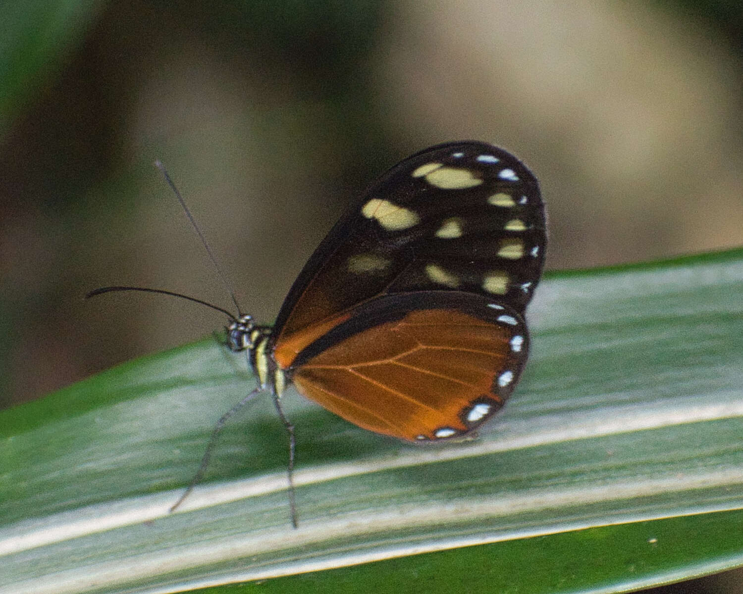 Image of <i>Pteronymia picta notilla</i>