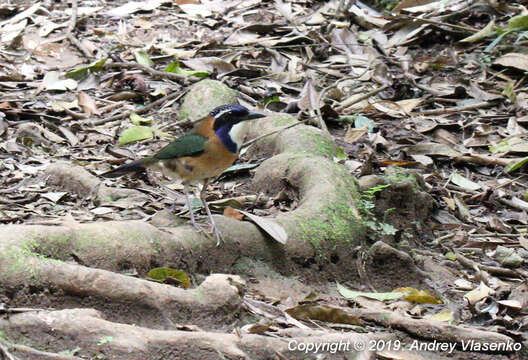 Image of Atelornis Pucheran 1846