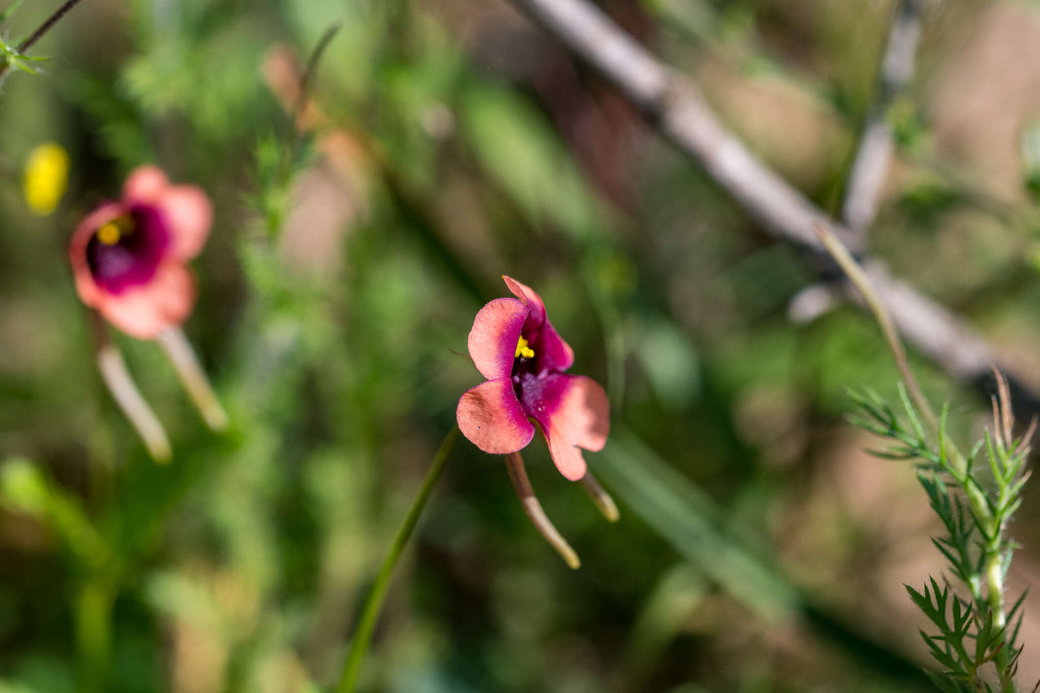 Image of Diascia longicornis (Thunb.) Druce