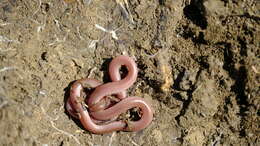 Image of Xerotyphlops Hedges, Marion, Lipp, Marin & Vidal 2014