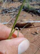 Image of Aristida barbicollis Trin. & Rupr.