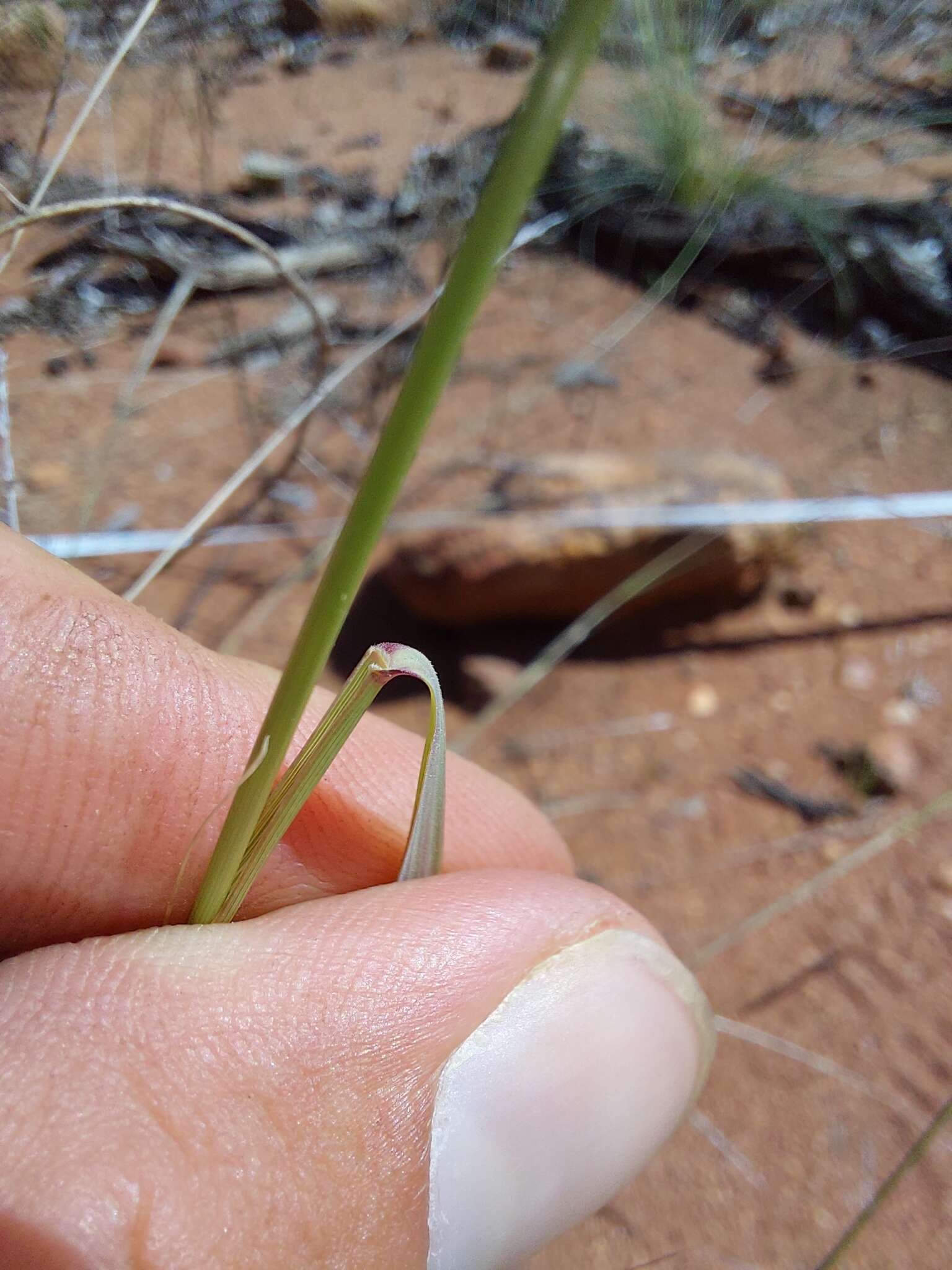 Image of Aristida barbicollis Trin. & Rupr.