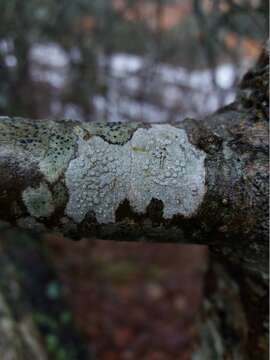 Image of rim lichen