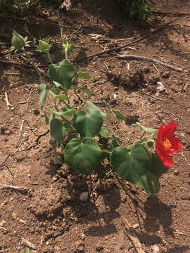 Image of heartleaf rosemallow