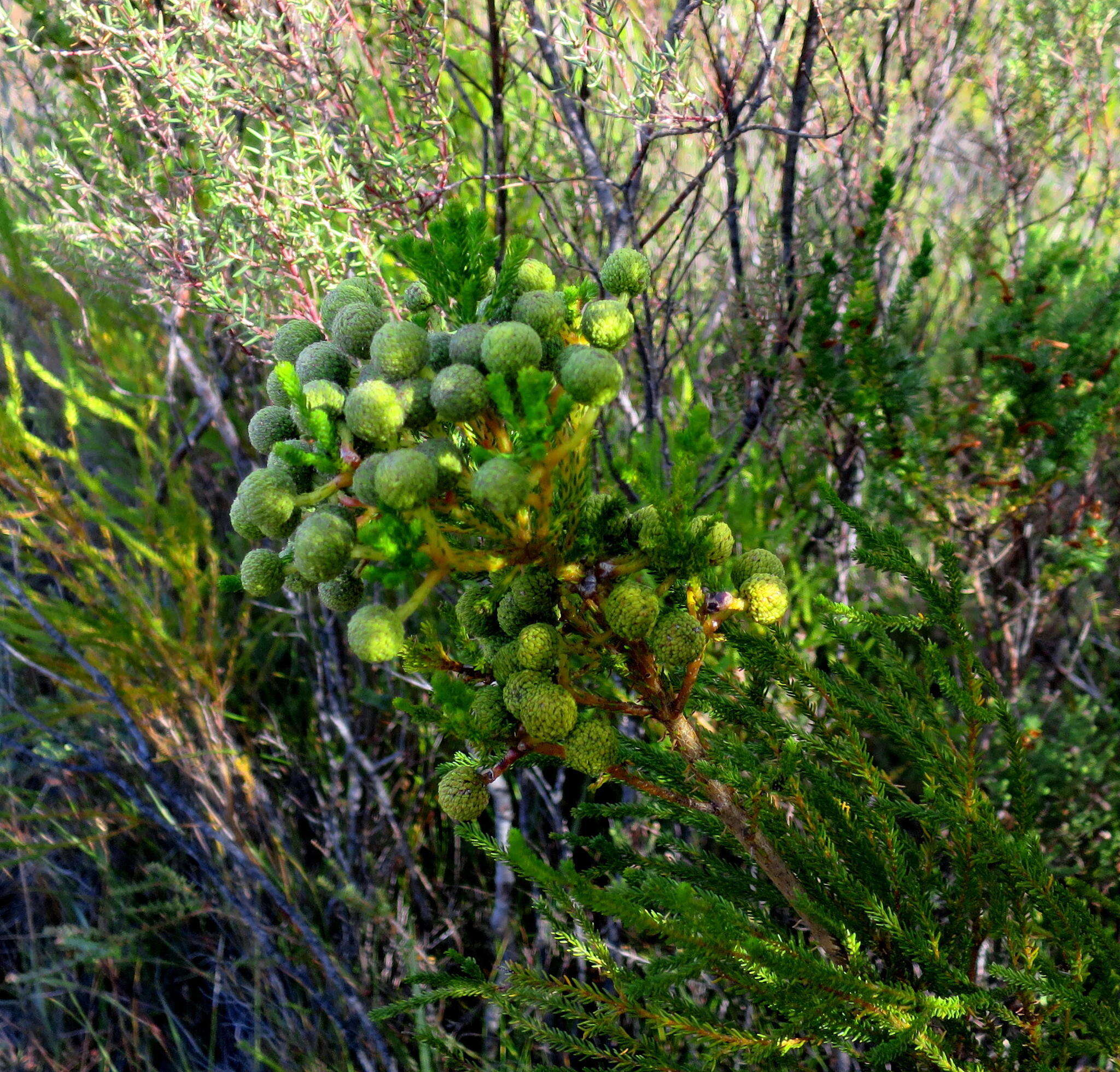 Image of Berzelia intermedia (D. Dietr.) Schltdl.