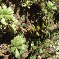 Image of <i>Sedum <i>versadense</i></i> var. versadense