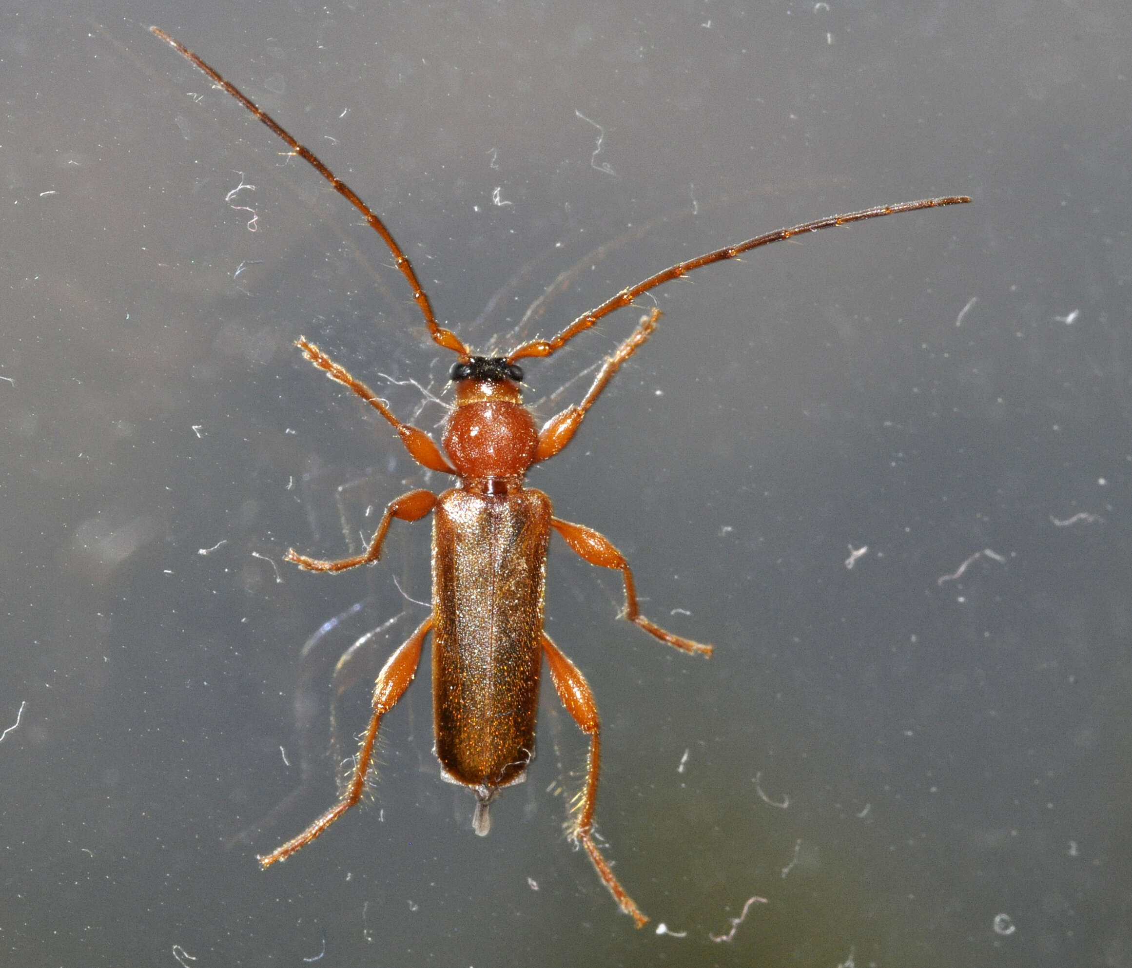 Image of Long-horned beetle