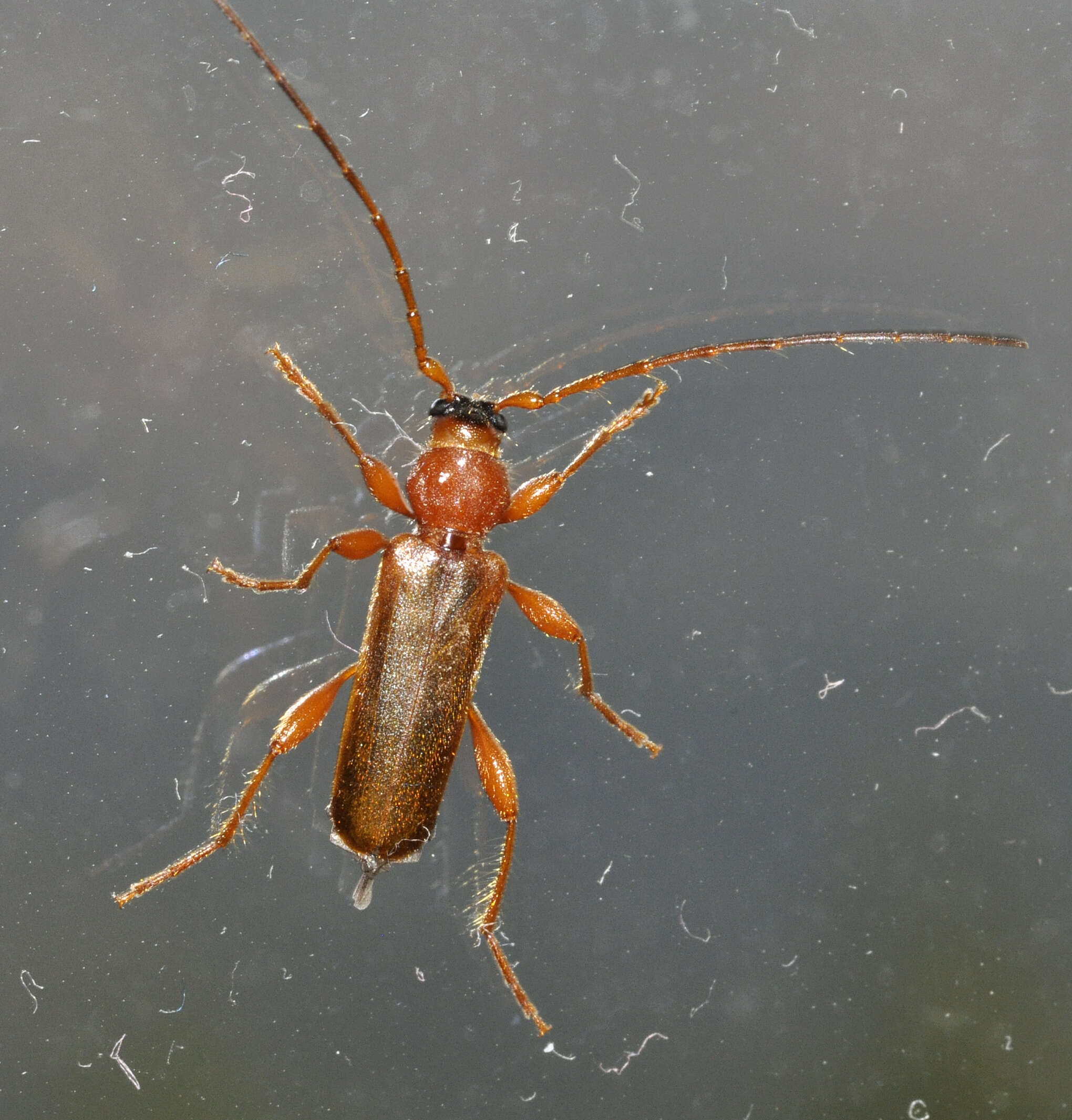 Phymatodes testaceus (Linné 1758) resmi