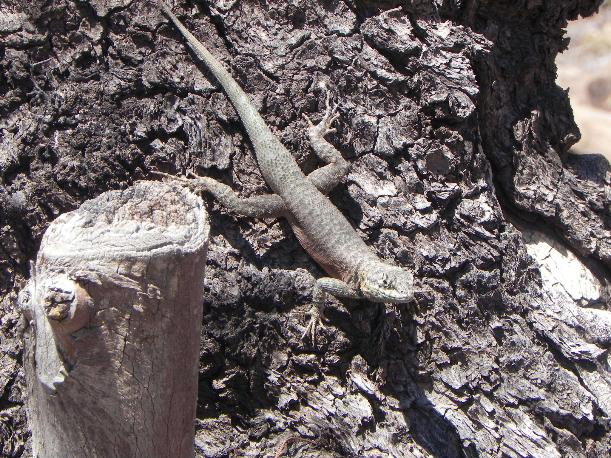 Image of Tropidurus azurduyae Carvalho, Rivas, Céspedes & Rodrigues 2018