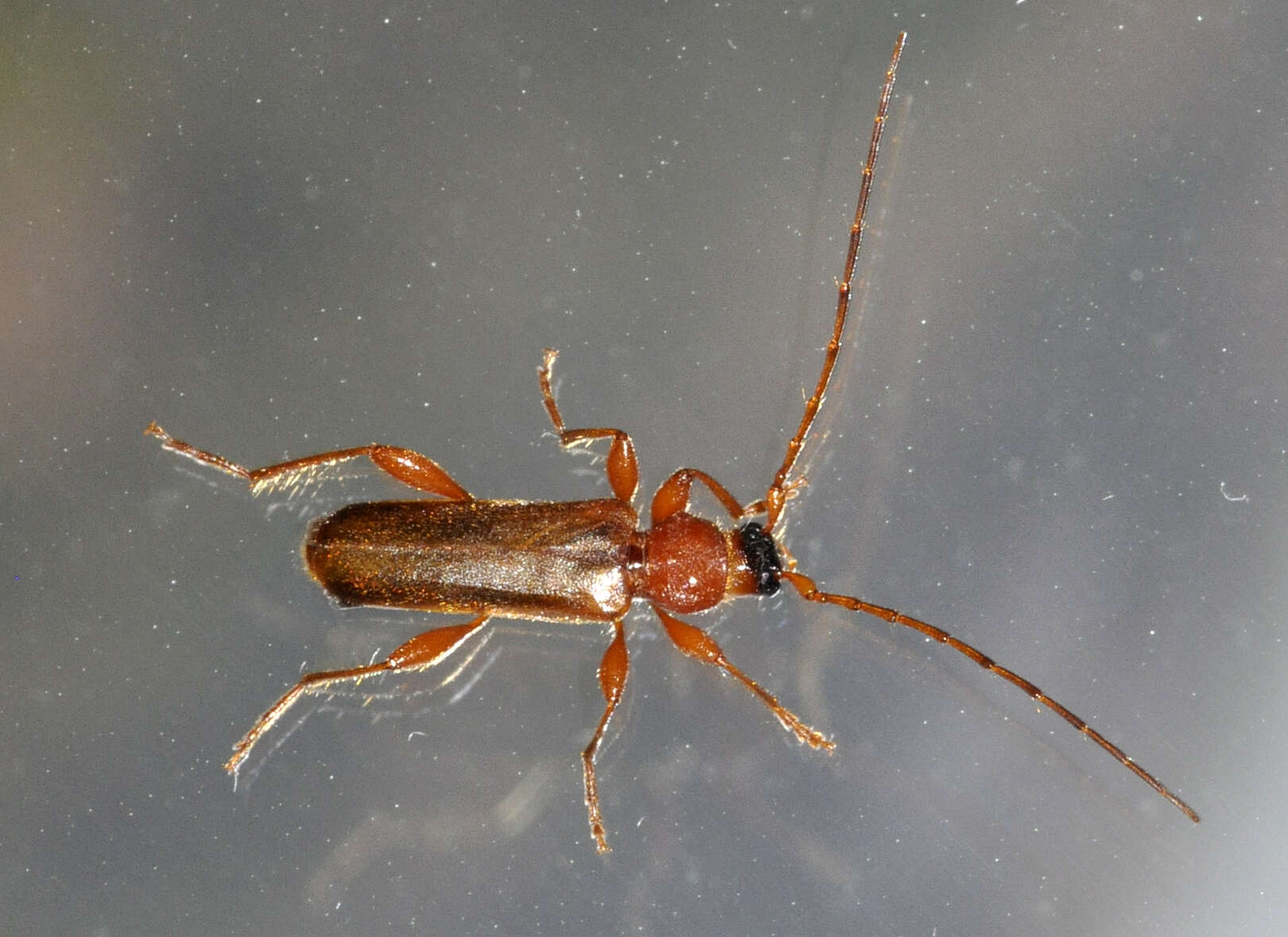 Image of Long-horned beetle