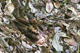 Image of Collared Nightjar