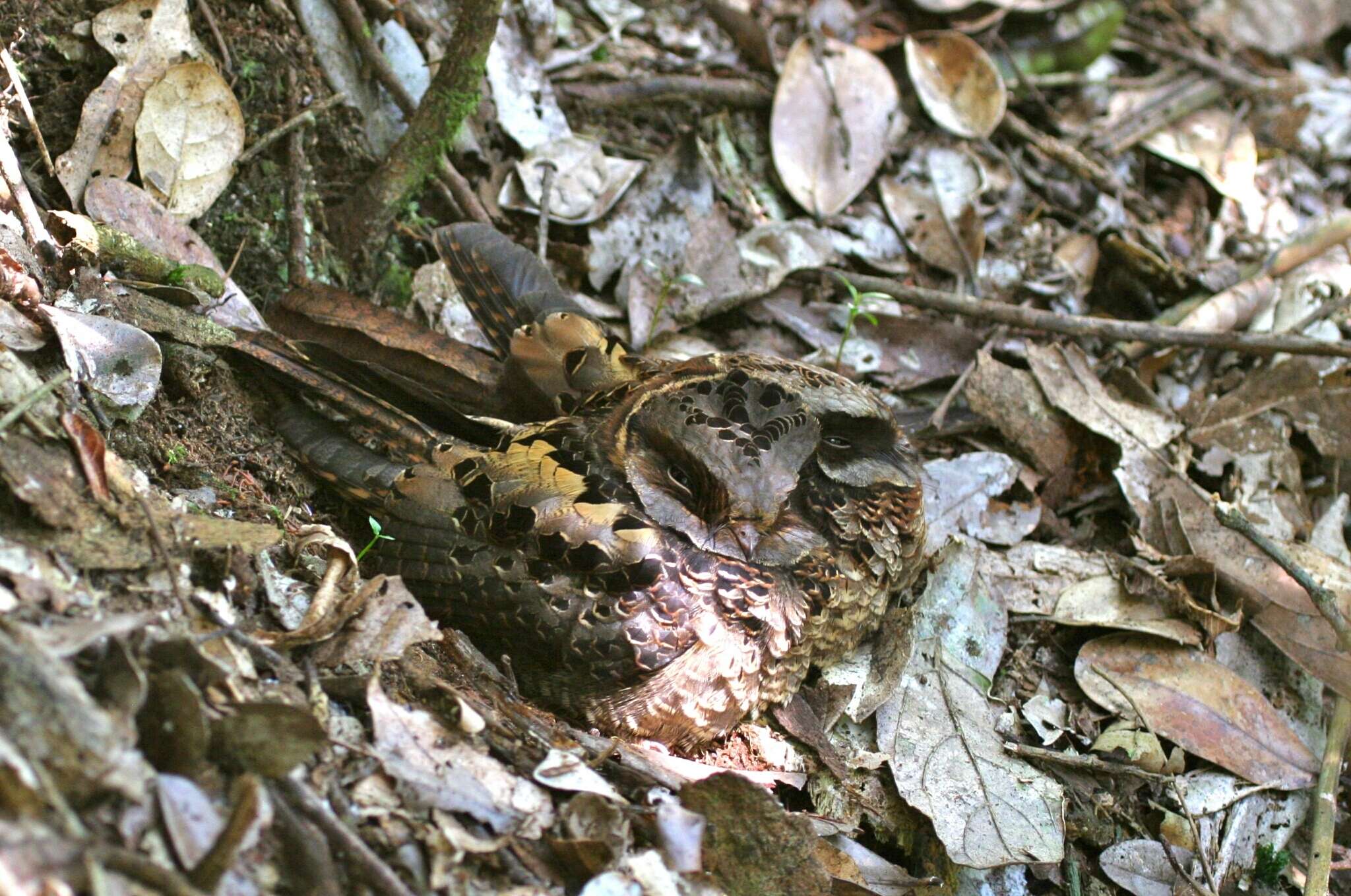 Image of Collared Nightjar