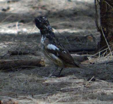 Image of Rose-breasted Grosbeak