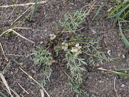 Image of plains springparsley