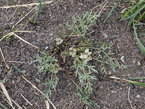 Cymopterus glomeratus DC.的圖片