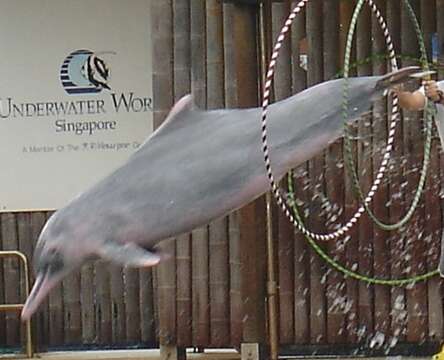 Image of Chinese Humpback Dolphin