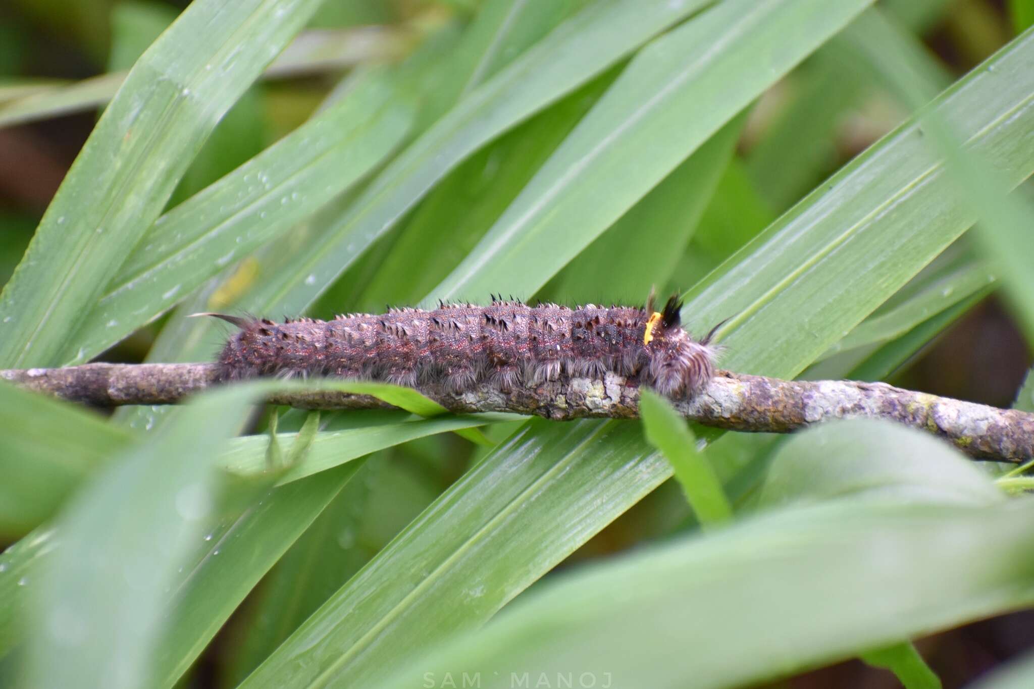 Слика од Euthrix isocyma Hampson 1892