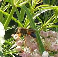 Image of Great Golden Digger Wasp