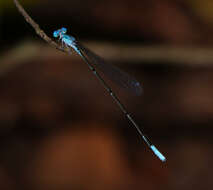 Image of Attentuated Bluet