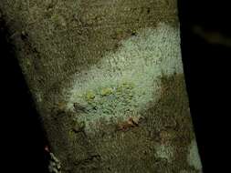 Image of rim lichen