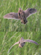 Image of Common Quail