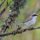 Image of Saxicola ferreus ferreus Gray, JE, Gray & GR 1847