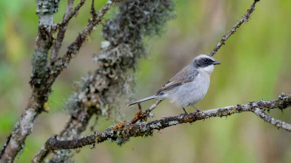 Image de Saxicola ferreus ferreus Gray, JE, Gray & GR 1847